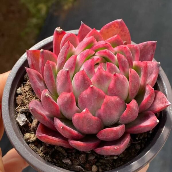 016. 水晶珍妮锦