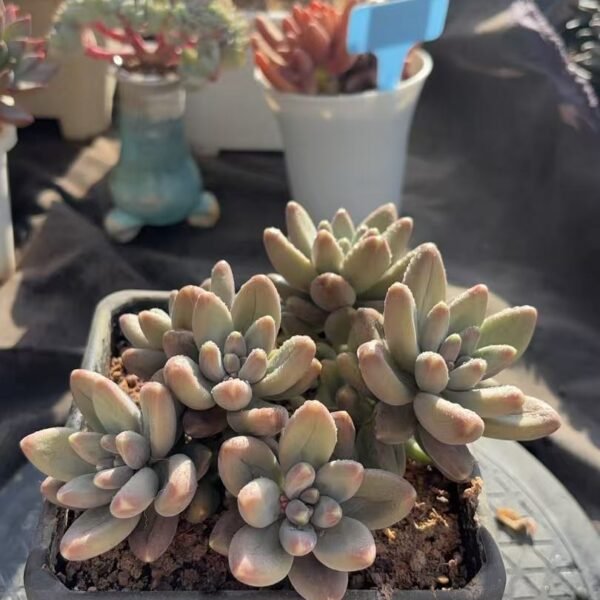 026. .璃茉奶豆