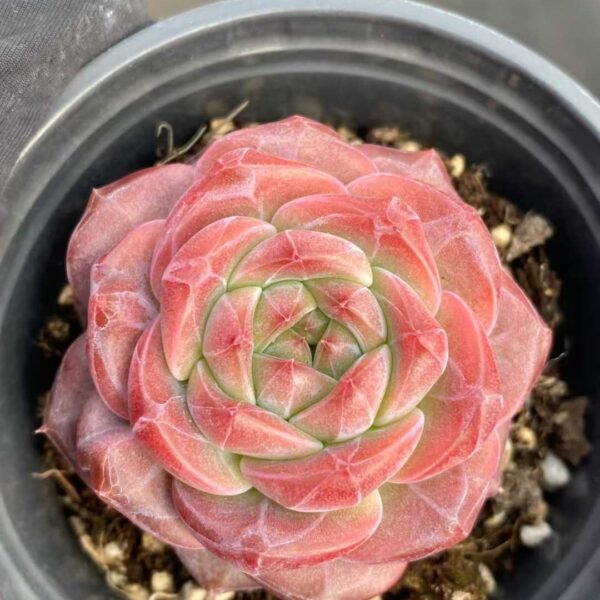 033. 雪芙绒