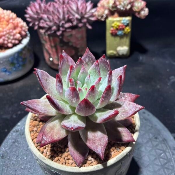 068. 祖母绿