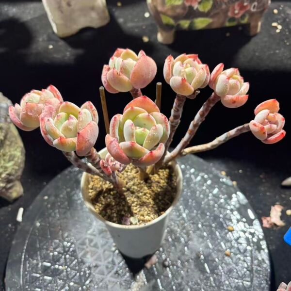 020. 白月光朵朵缀