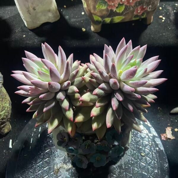 041. 虞美人