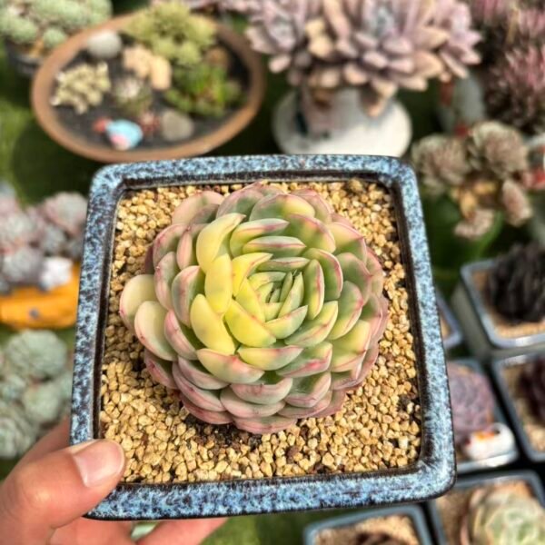 草莓冰锦
