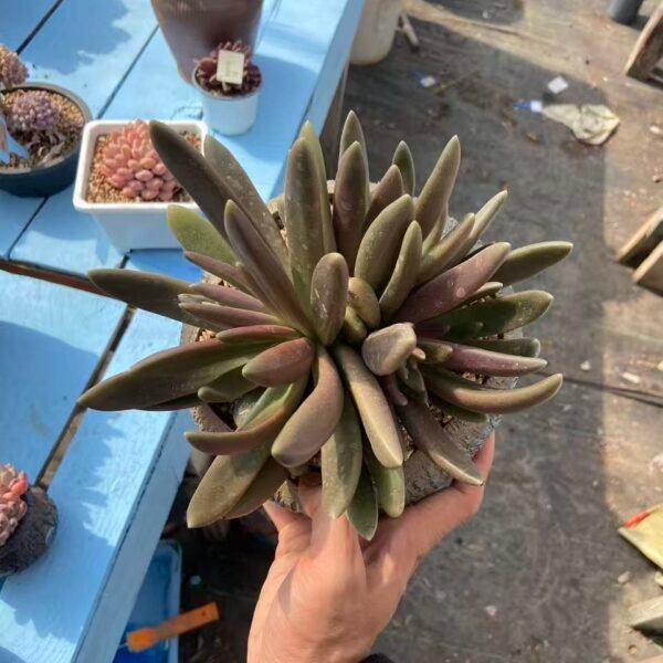 015. 八爪鱼