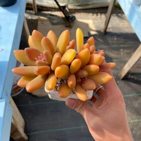 芒果奶