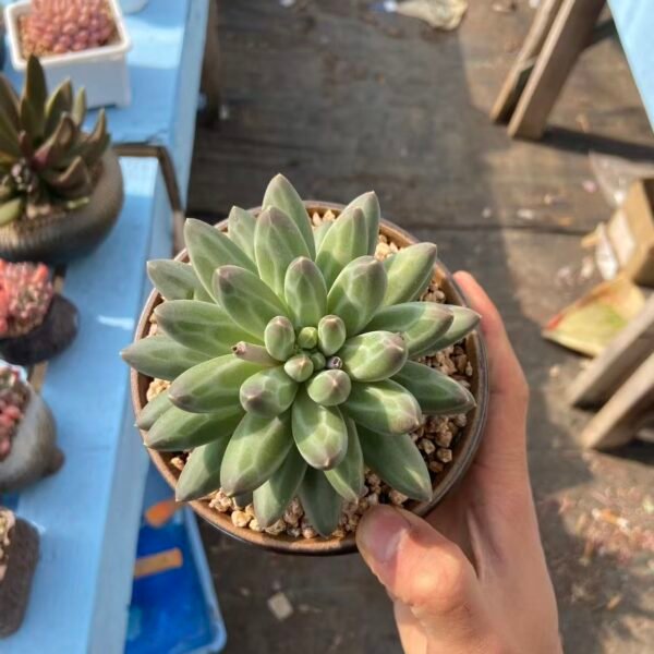080. 美人sp