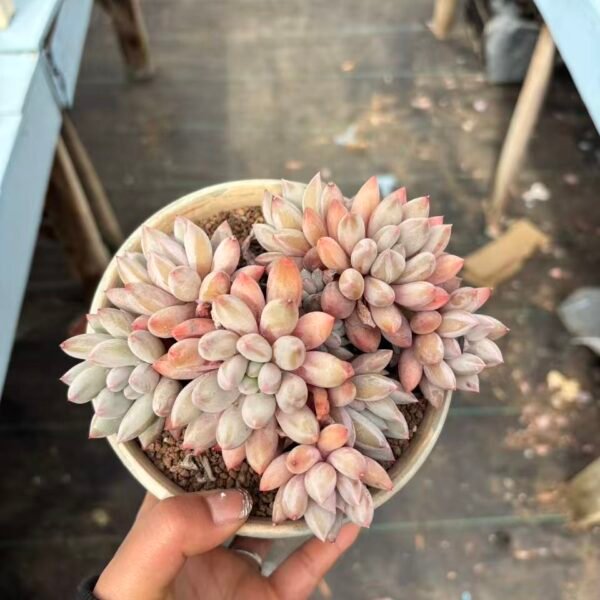 050. 所罗门