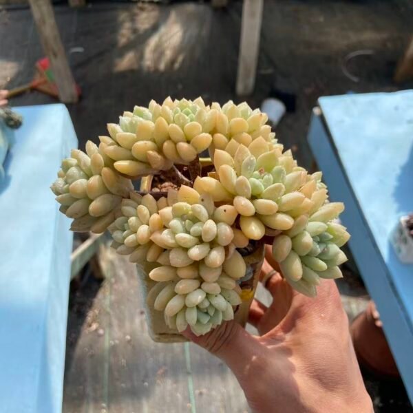 013. 泡泡糖缀