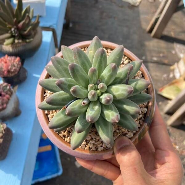074. 美人sp