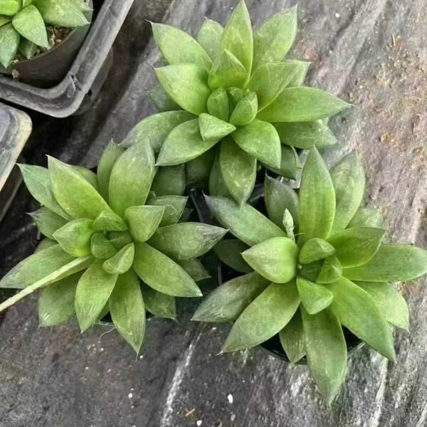 079. Haworthia cymbiformis var. obtusa