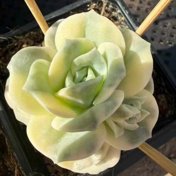 085. Echeveria 'Lovely Rose' Variegated