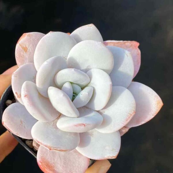 044. Echeveria laui