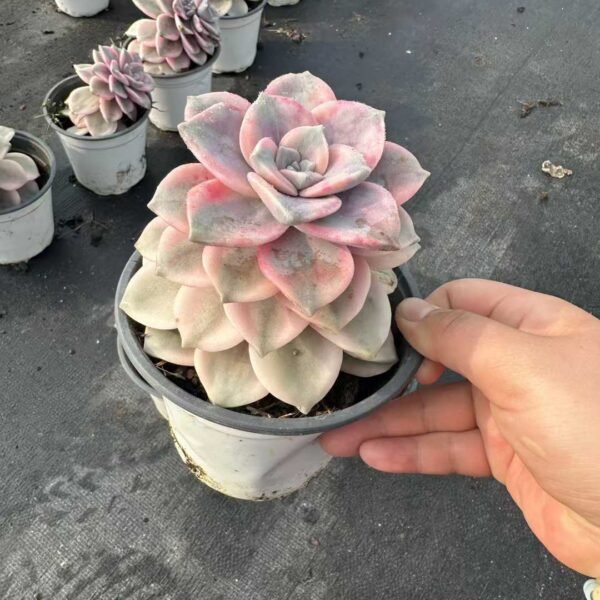 021. 紫乐锦