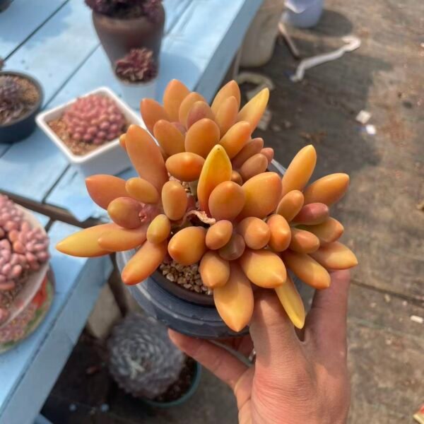 018. 芒果奶