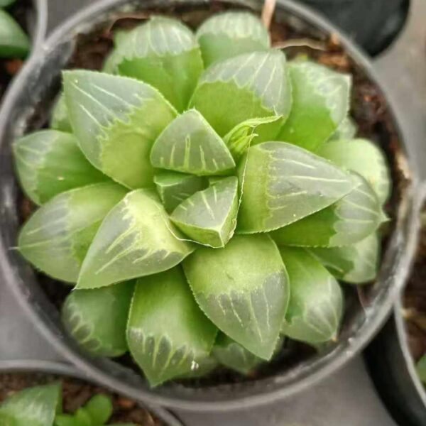 003. Haworthia heidelbergensis