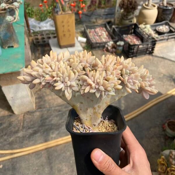 043. 淡雪缀