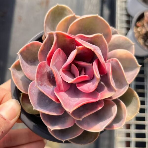 046. Echeveria 'Rainbow'