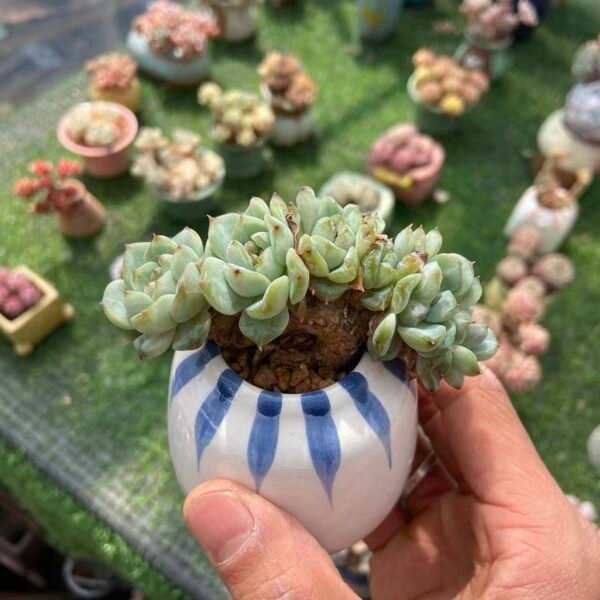 022. 绿水鬼 朵朵缀