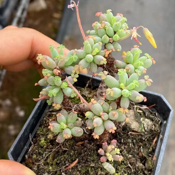 018.棒叶酢浆草