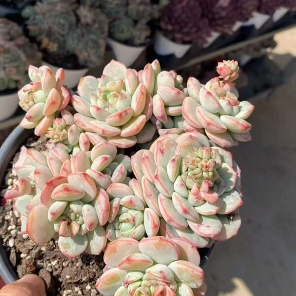 040. 香草