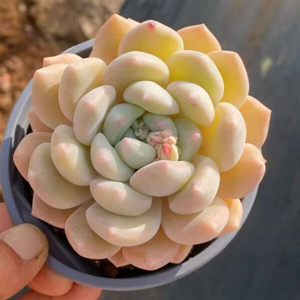 020.晚香玉