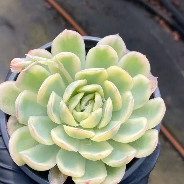 027.草莓冰锦