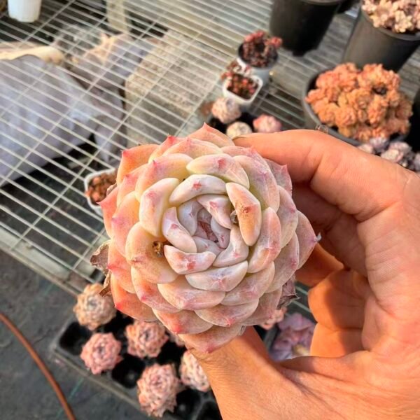 050.冰魄
