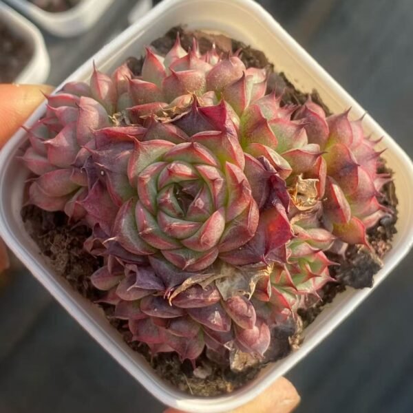 036. 紫水晶珍妮