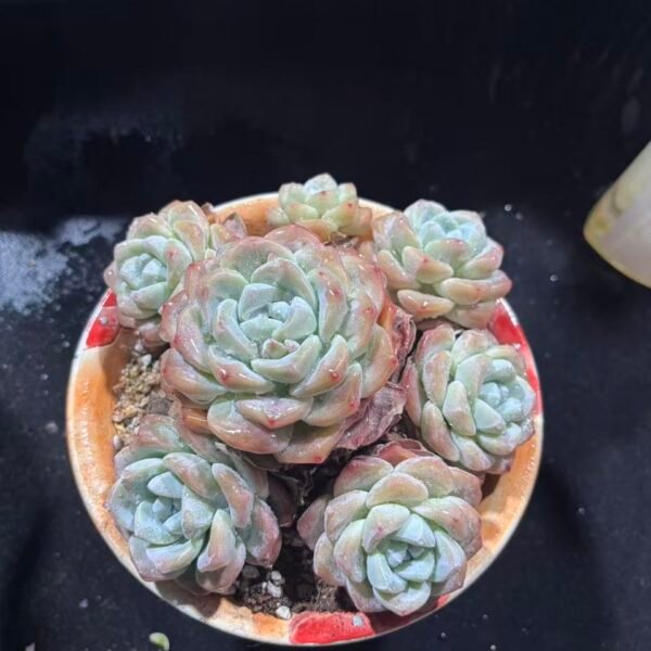 146. 冰玉
