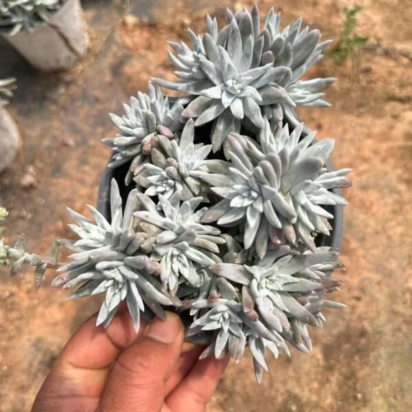 011.白菊