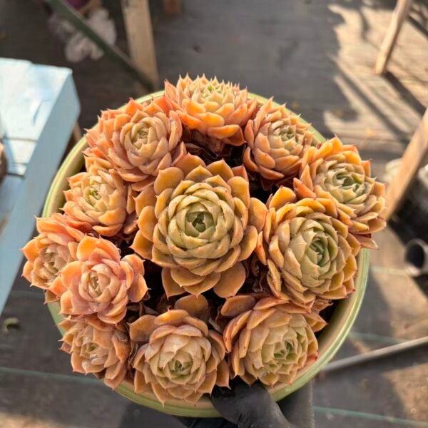 157.昂斯诺
