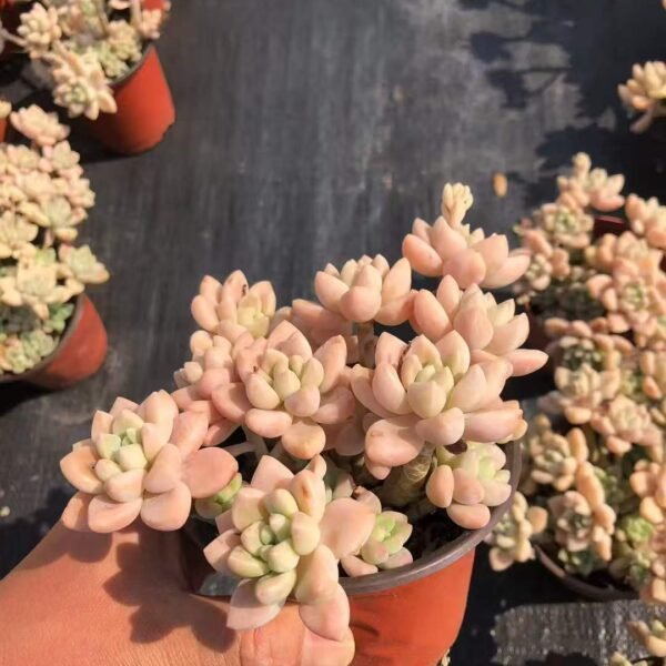 065.奶酪蛋糕