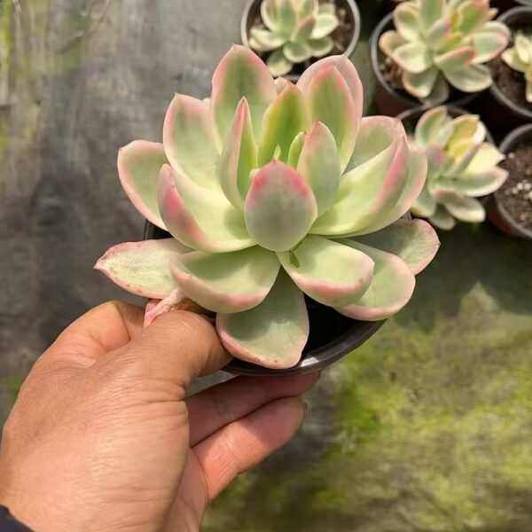 066.绮罗锦