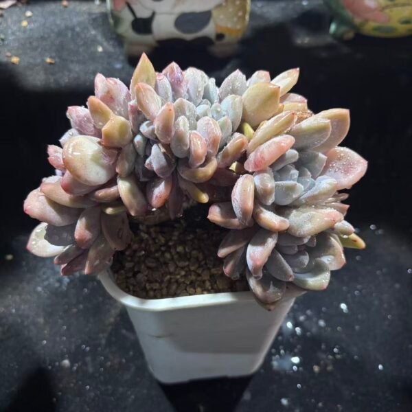 150. 奥普缀