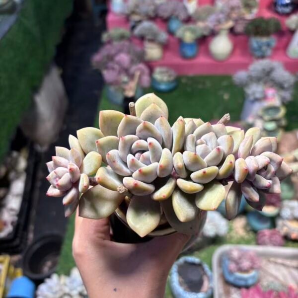 221.星影