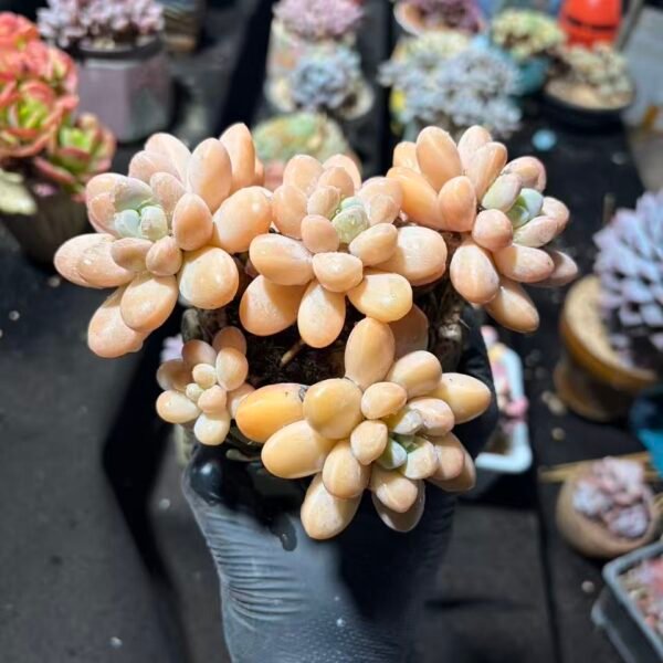 042. 香芋