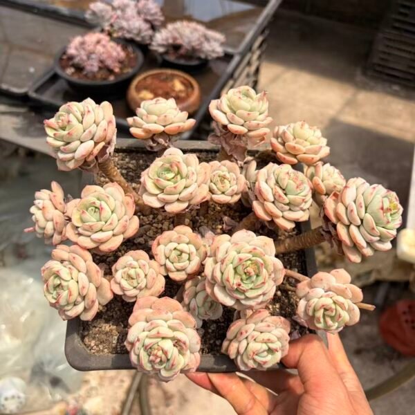 204. 香草