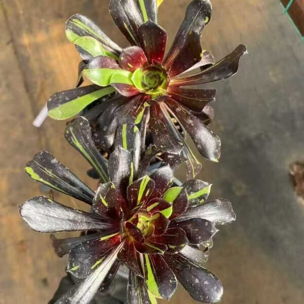 042. 大爆炸