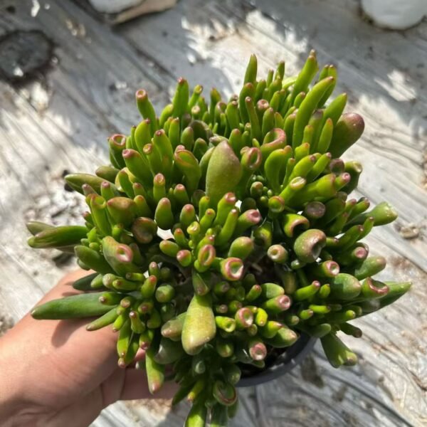 010.吸财树