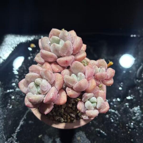 134. 花斑鹿