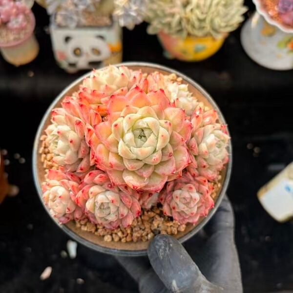 154.珍妮月影