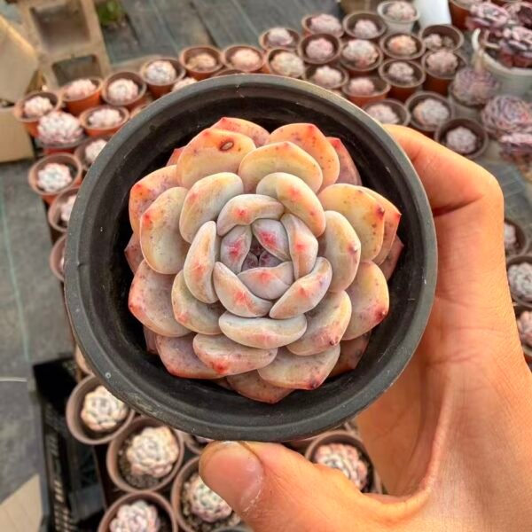 051.冰魄