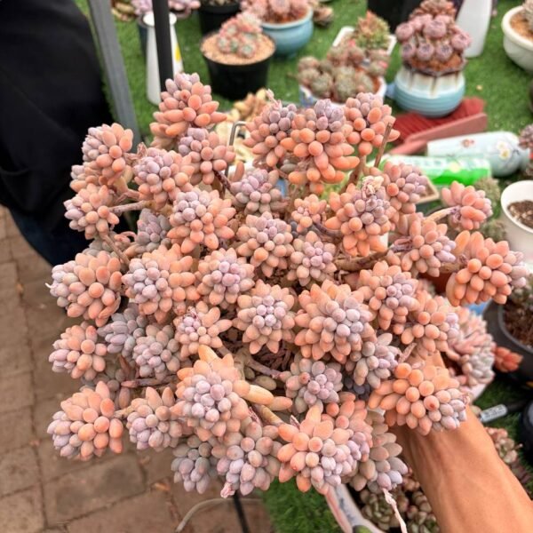 117.宝宝手指