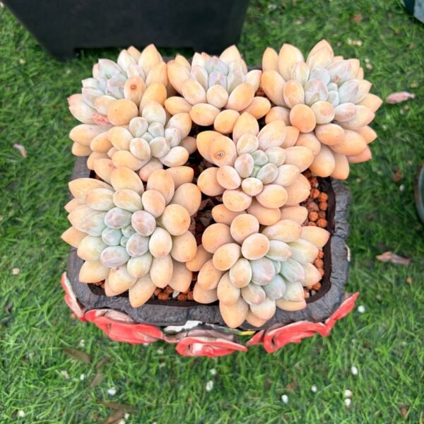 124.香水宝贝
