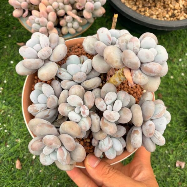 125.奶酪