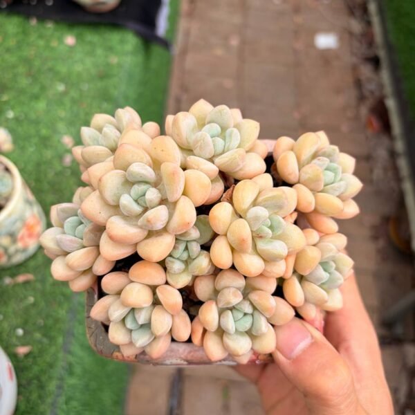 126.泡泡糖
