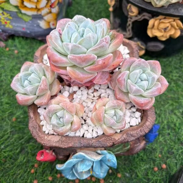 129.冰玉