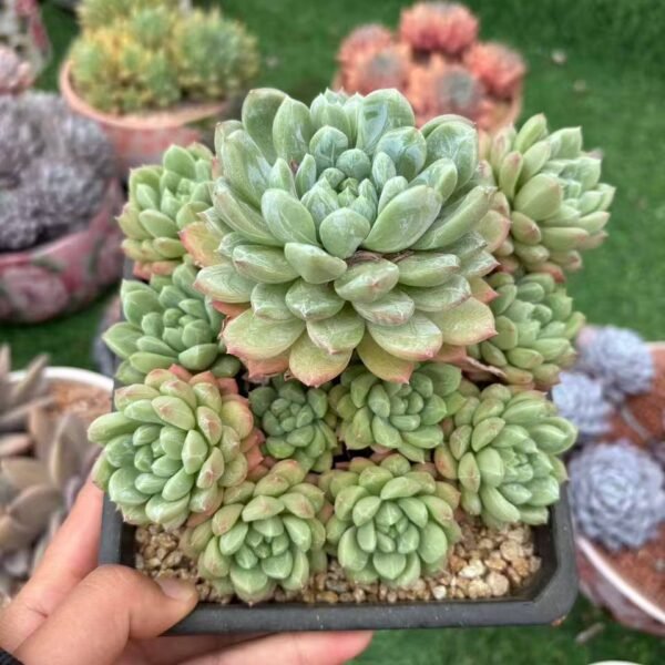 130.百达翡翠