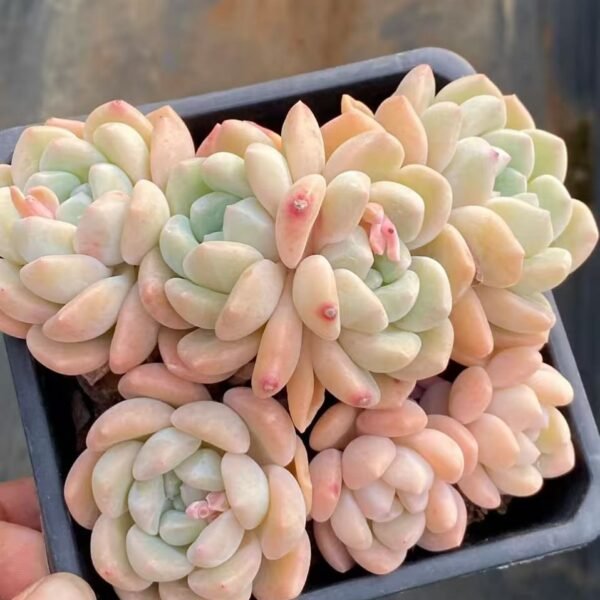 260.吉娃