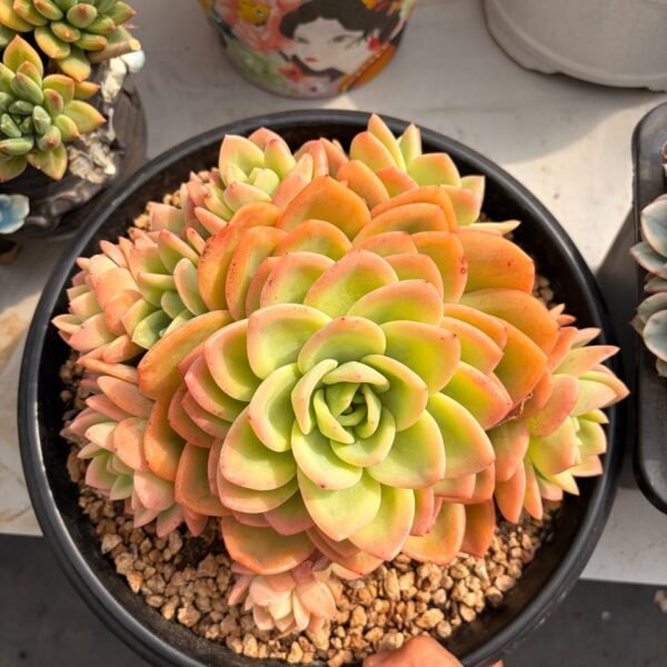 330.Echeveria: ‘Yuzu Tea’